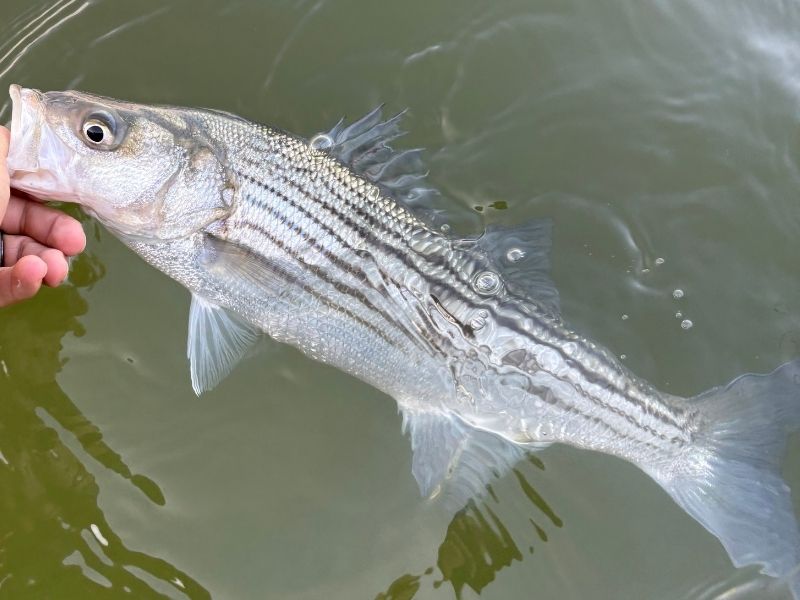 striped bass fishing chesapeake bay