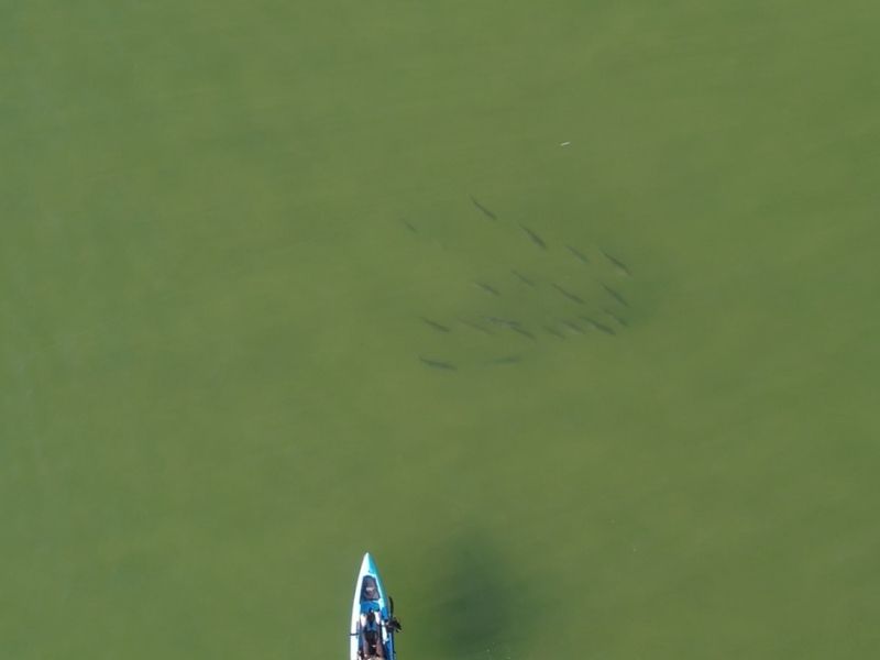 Striped bass fishing Chesapeake Bay