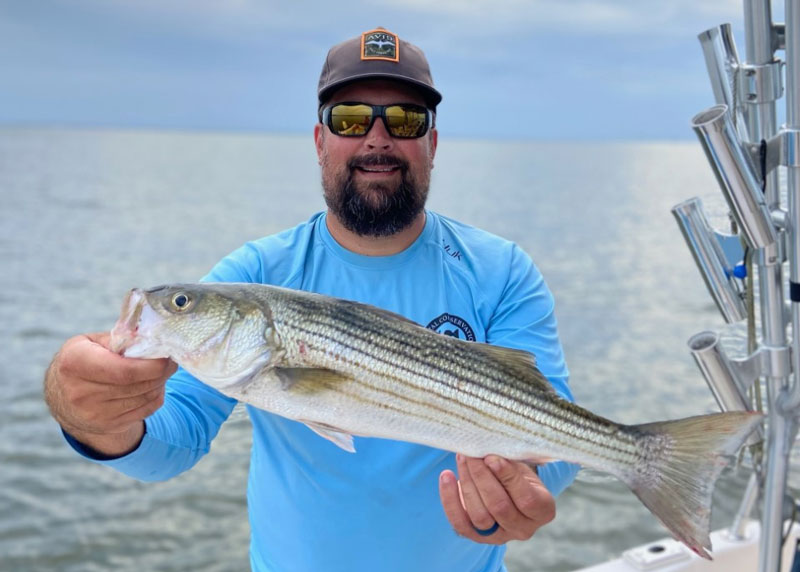 upper bay rockfish