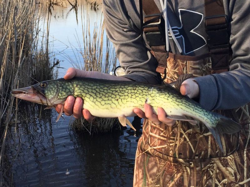 pickerel fishing chesapeake bay