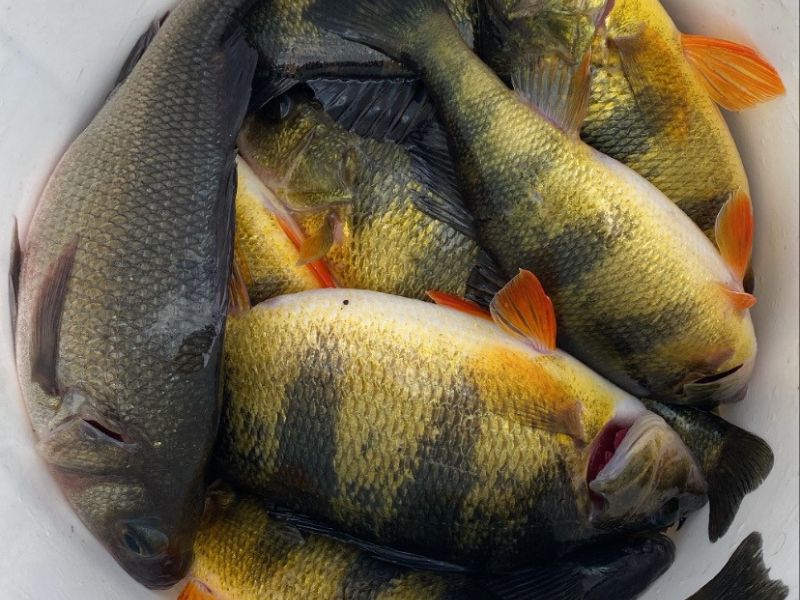 yellow perch fishing spring run