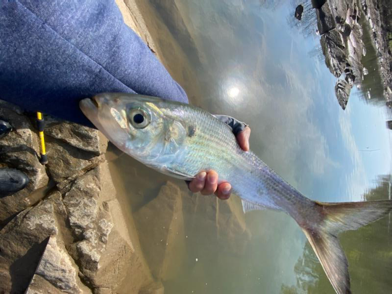 shad fishing