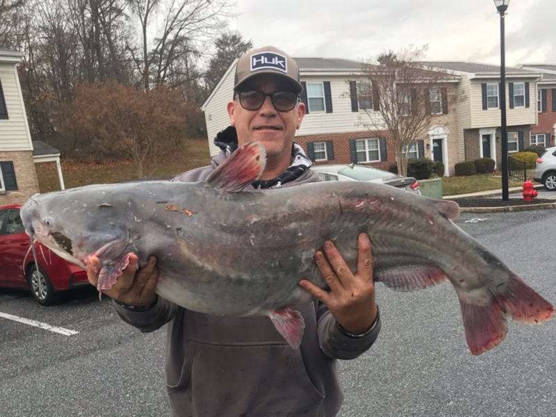 huge catfish in the Susquehanna River