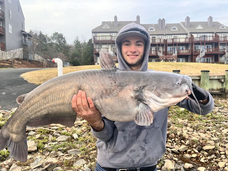 big blue catfish