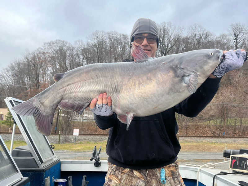 monster catfish from the susquehanna