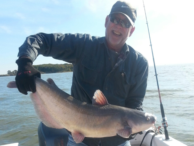 big catfish from the bay