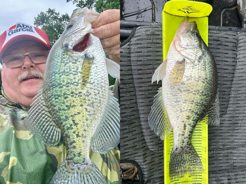 crappie in the northern chesapeake bay