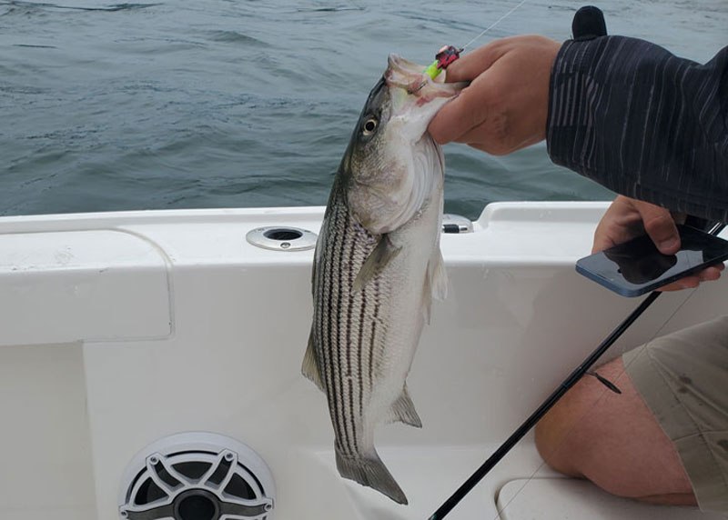 rockfish up north