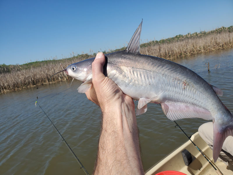 reliable catfish fishing