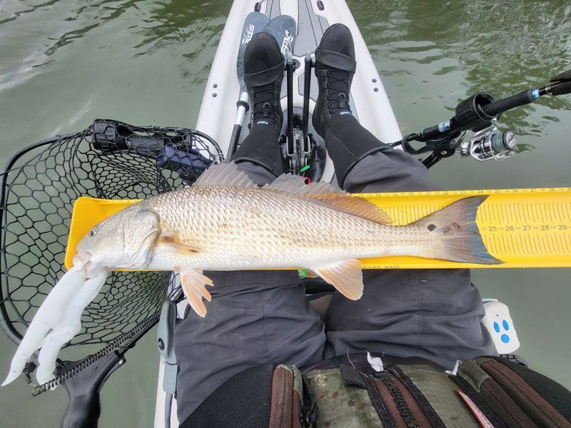 red drum fishing virginia beach chesapeake bay