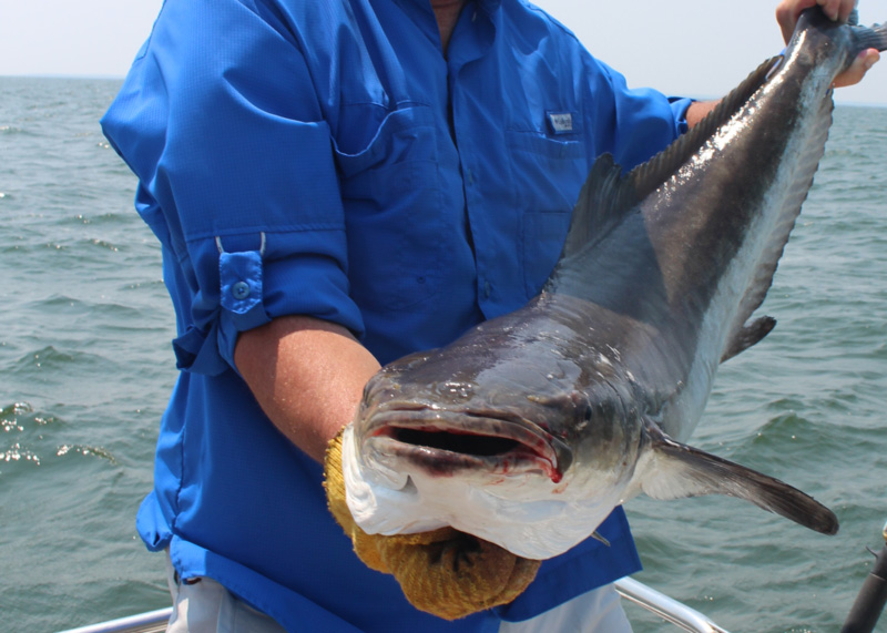 Outdoors: Cobia, the real 'chicken of the sea