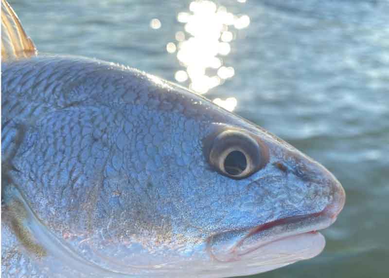 south chesapeake redfish