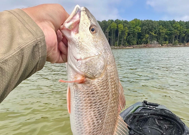 chesapeake bay redfish