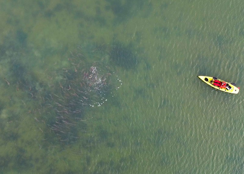 redfish schooled in the shallows