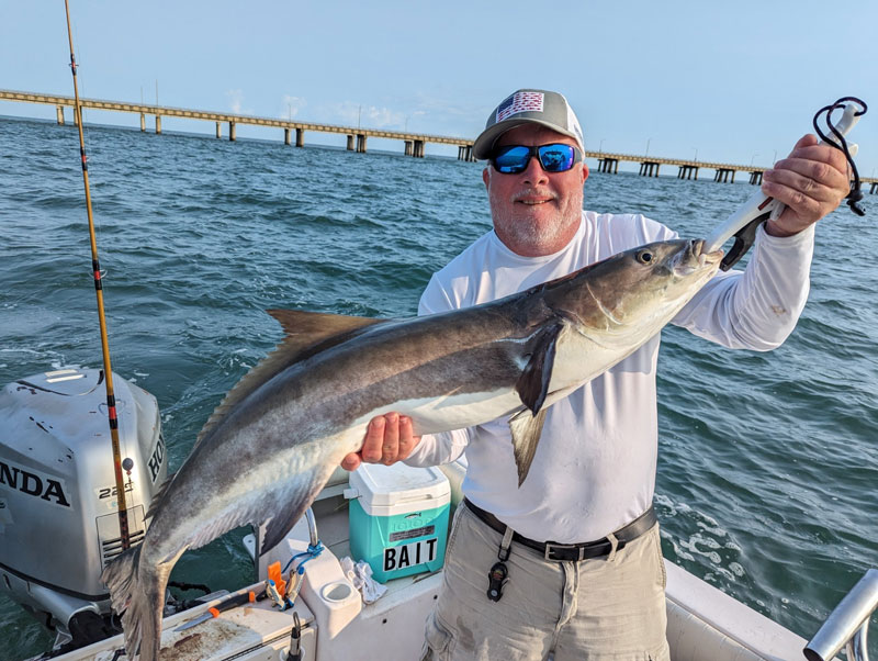 cobia at the cbbt