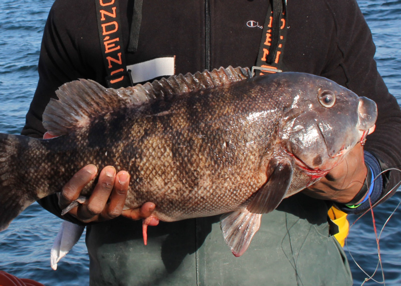 holding up a tautog