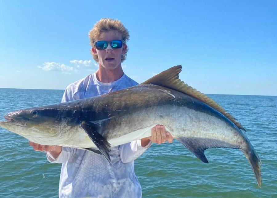 nice cobia caught in the chesapeake