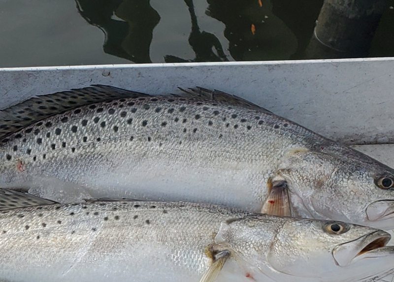 speckled sea trout being filleted