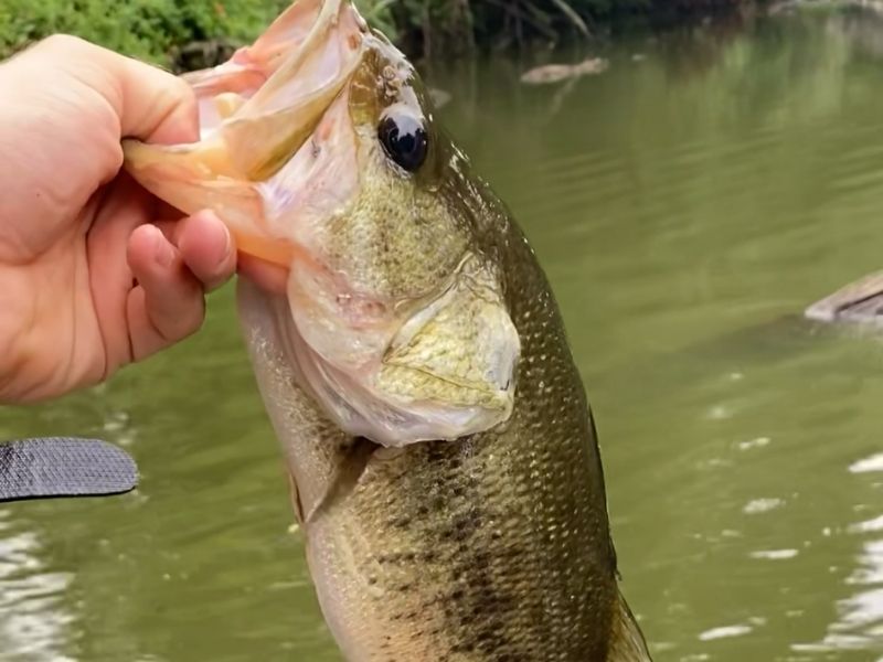 Largemouth bass fishing chesapeake bay