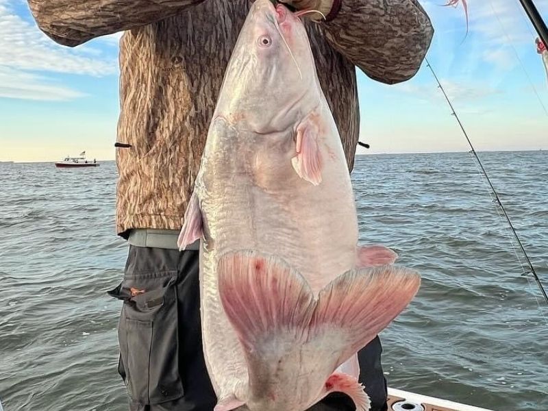 blue catfish chesapeake bay invasive species