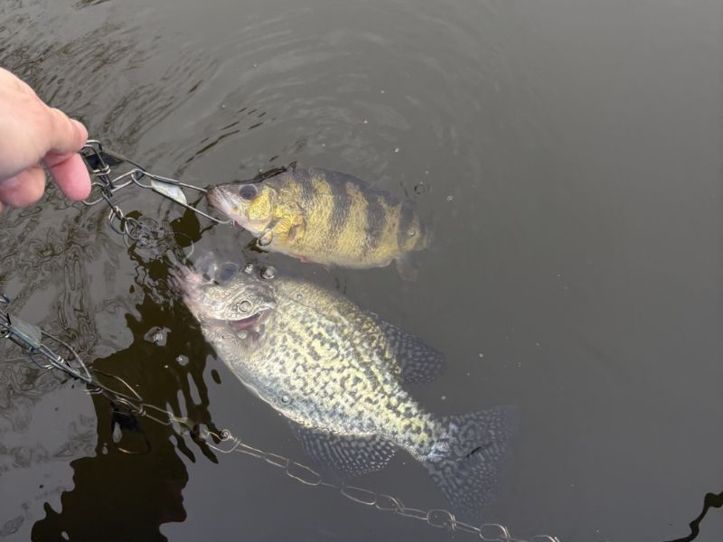 yellow perch fishing chesapeake bay