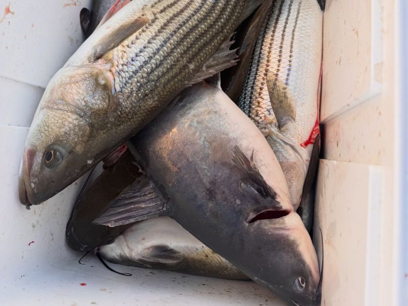 striped bass fishing chesapeake bay