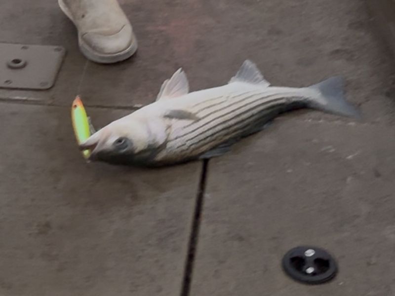 striped bass fishing chesapeake bay