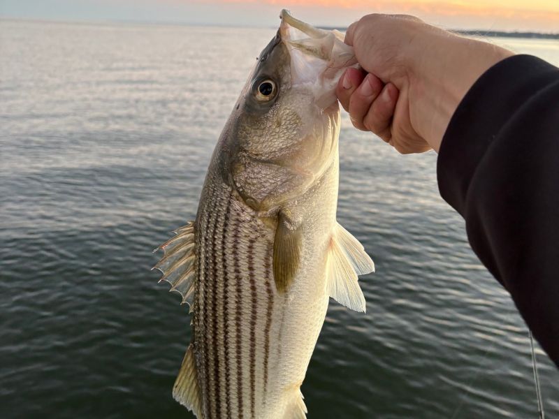 striped bass fishing chesapeake bay