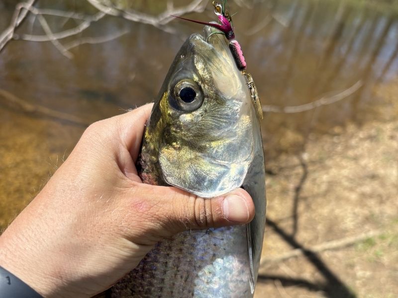 Spring shad fishing
