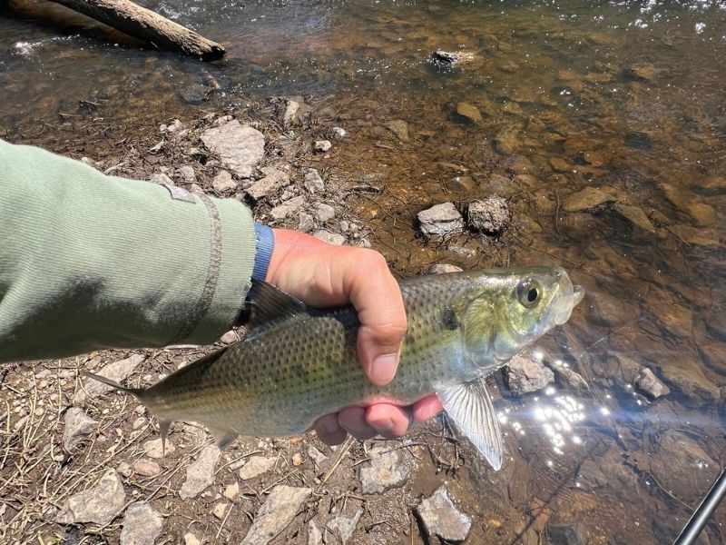 Spring shad fishing