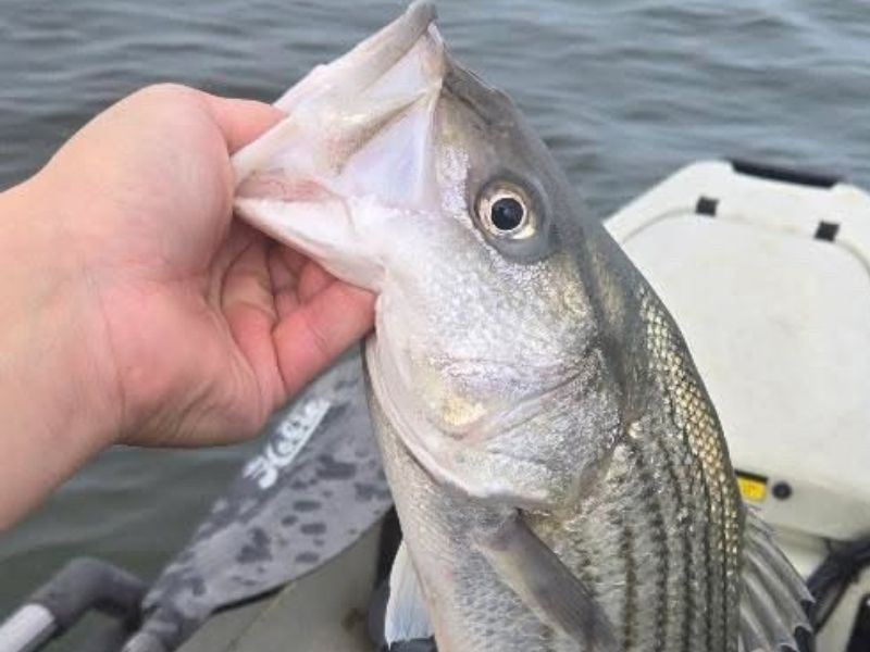 striped bass fishing chesapeake bay