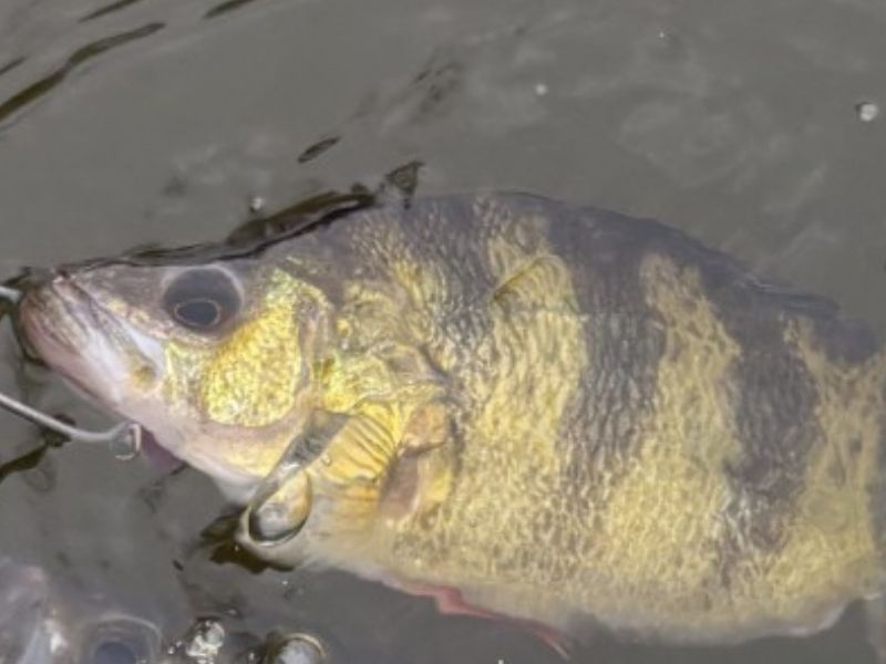 Yellow perch fishing Susquehanna River