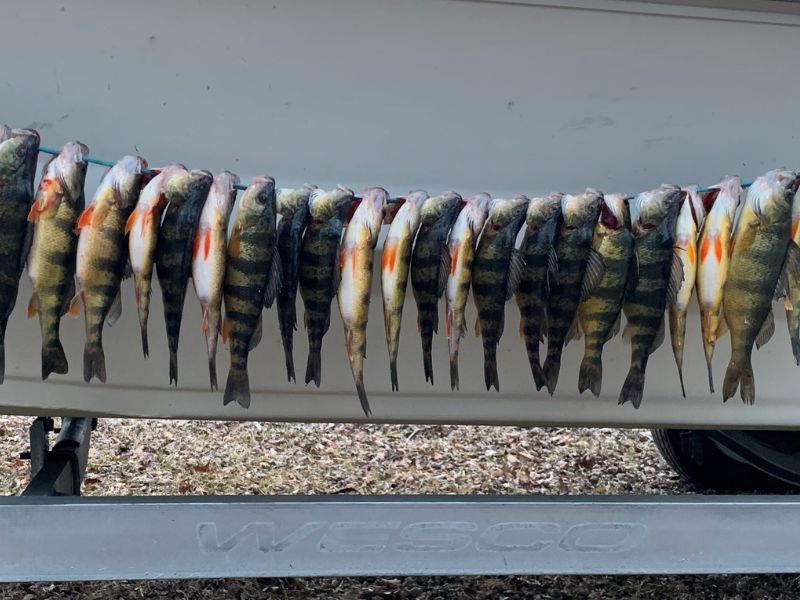 yellow perch spring fishing chesapeake bay