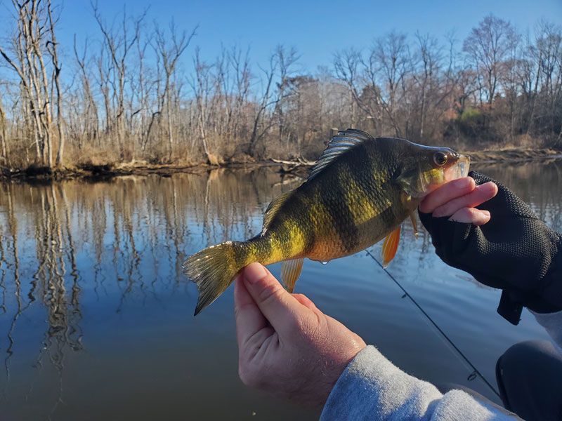 yellow perch fishing spring fishing