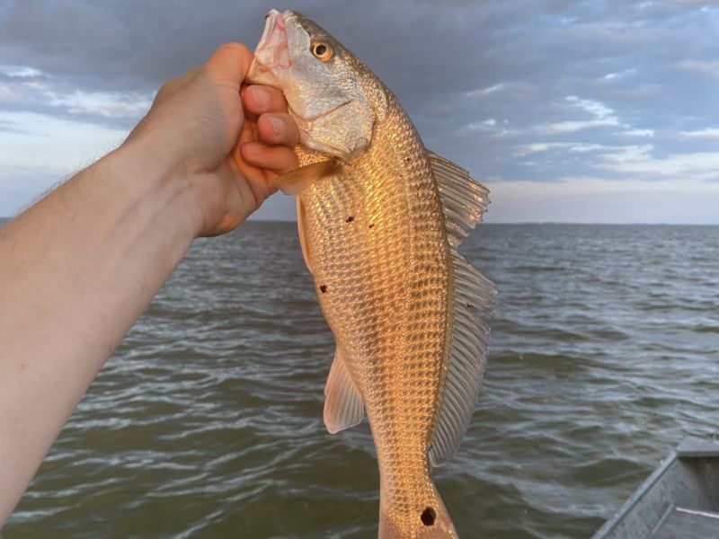 red drum chesapeake bay fishing