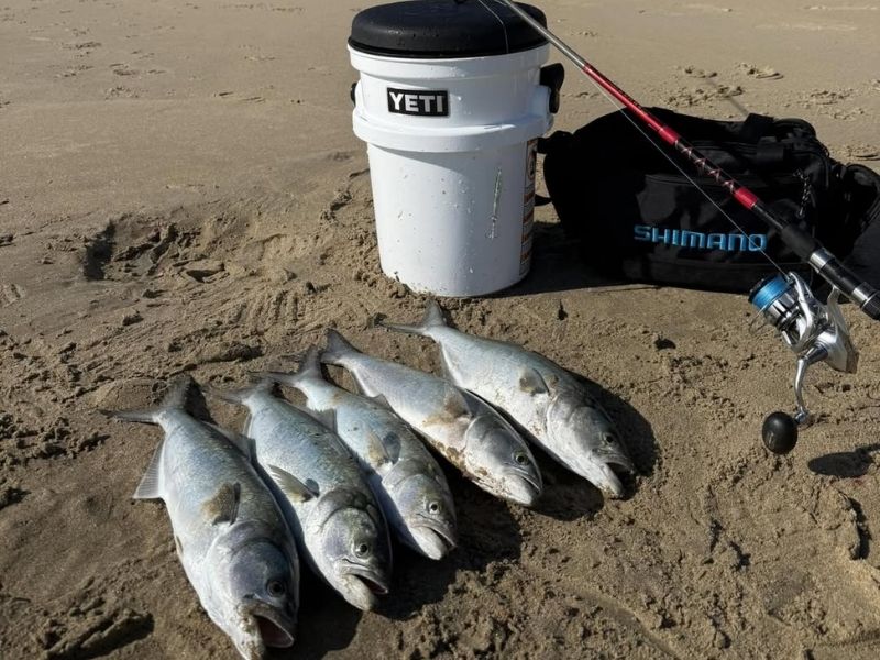 Bluefish fishing Chesapeake Bay