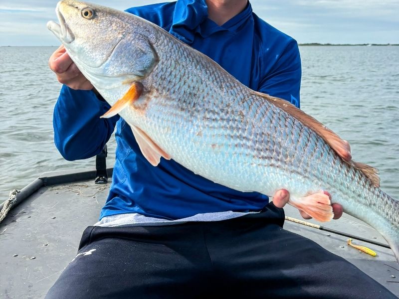 Bull red drum Chesapeake Bay