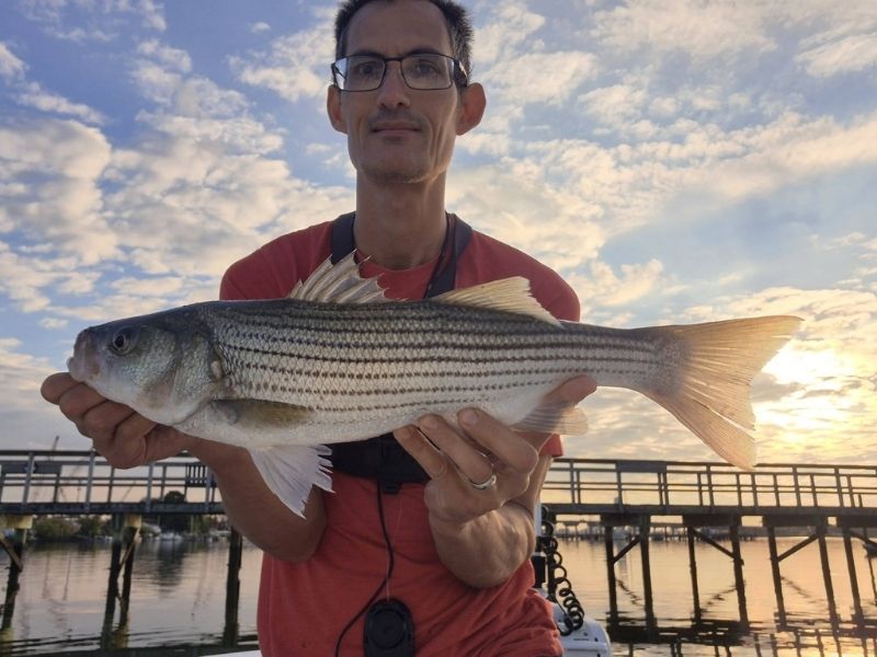 striped bass fishing chesapeake bay