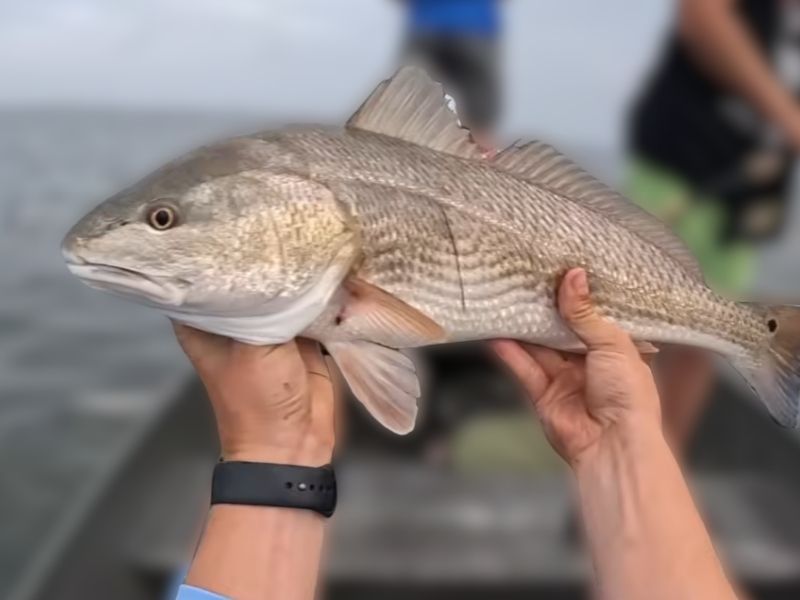 red drum fishing virginia 