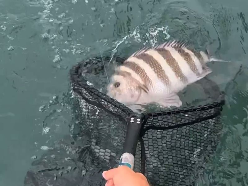 sheepshead fishing chesapeake bay