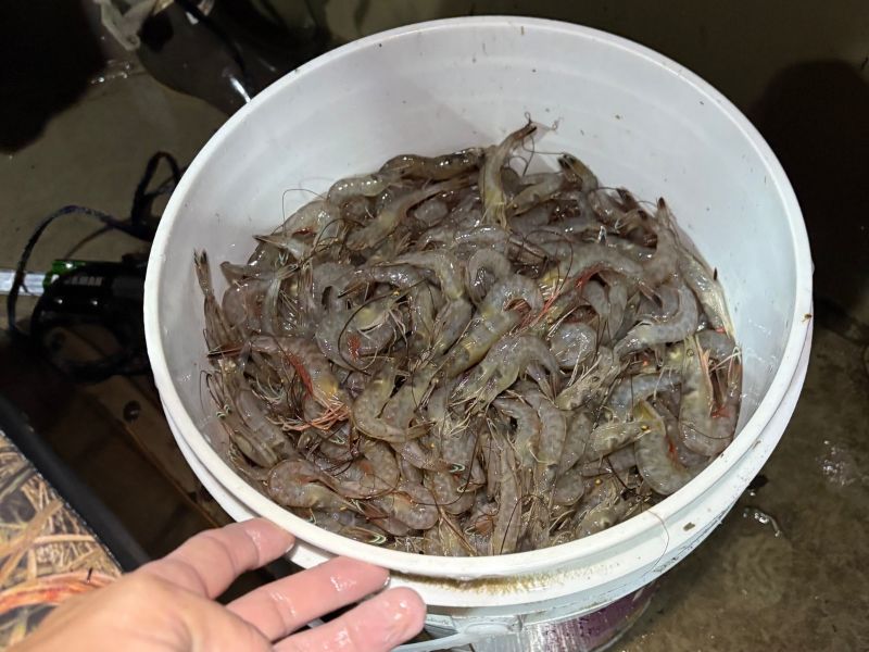 Virginia shrimp