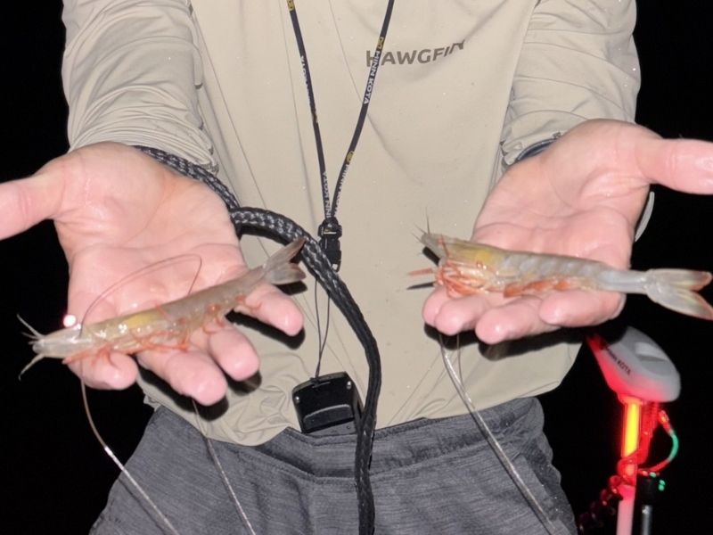Chesapeake Bay shrimping