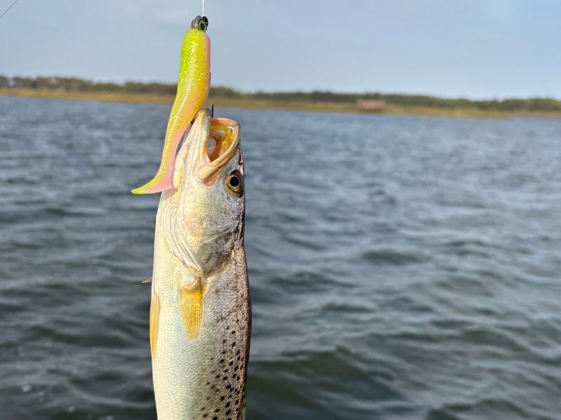 Speckled trout fishing Chesapeake Bay
