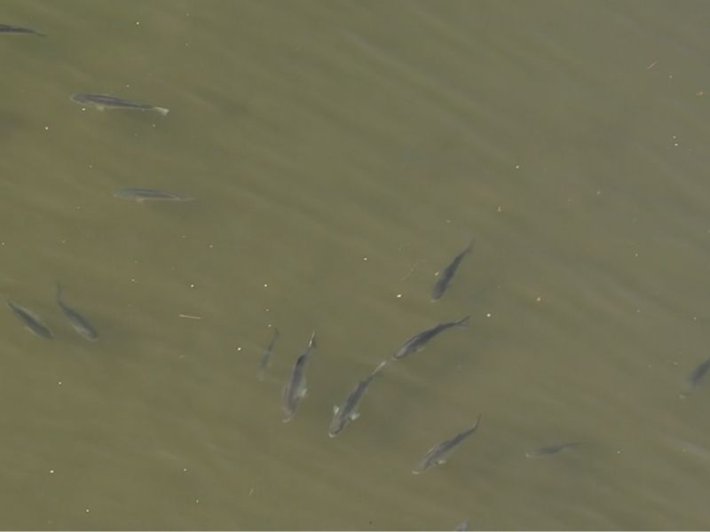 striped bass fishing chesapeake bay