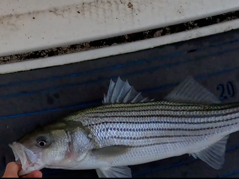 striped bass fishing chesapeake bay
