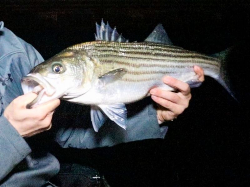 Striped bass night fishing