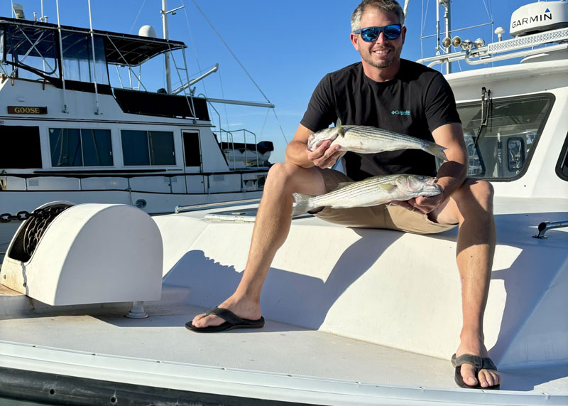 upper bay rockfish