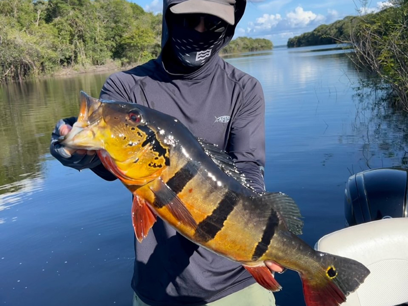 peacock bass fishing in brazil
