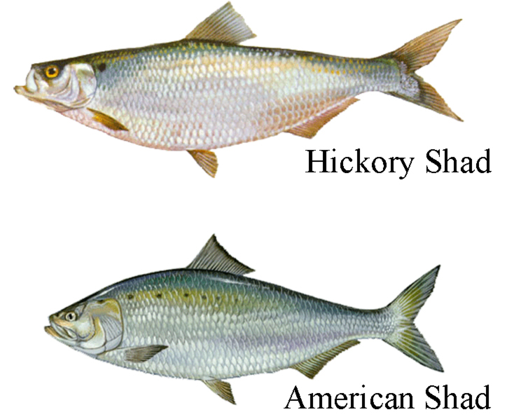 american shad fishing