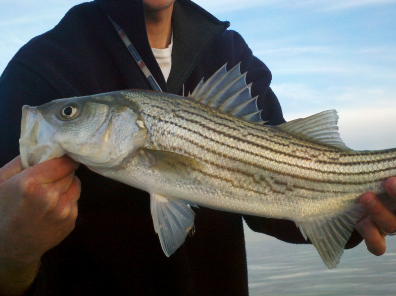 striped bass regulations